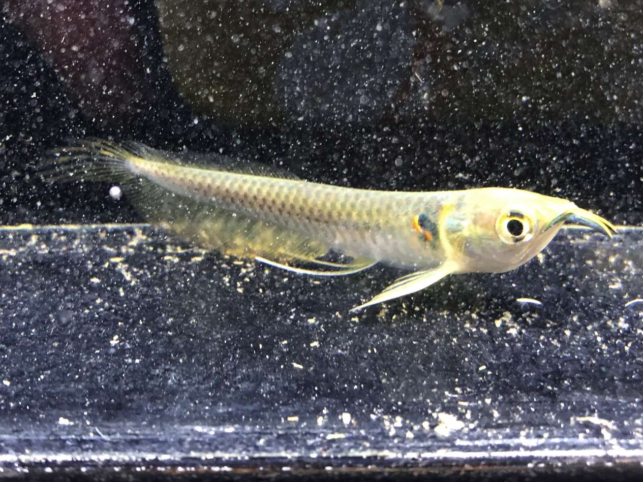 ポロロッカ足柄 神奈川県南足柄市のペットショップ